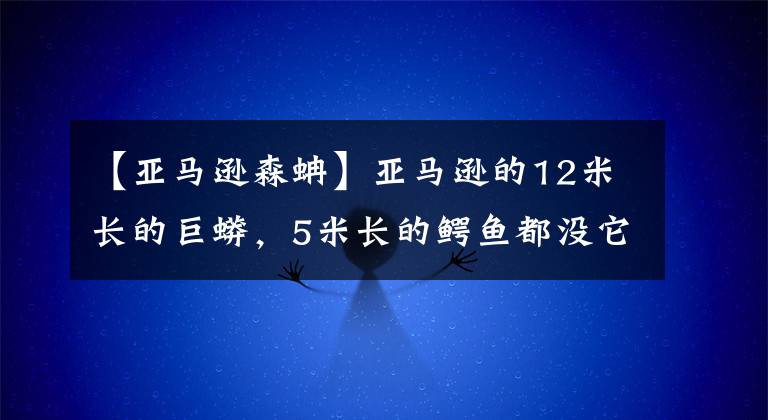 【亚马逊森蚺】亚马逊的12米长的巨蟒，5米长的鳄鱼都没它杀伤性大