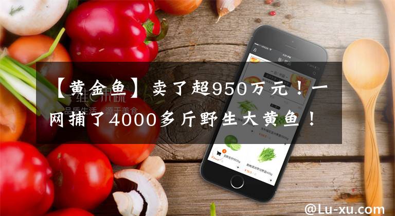 【黄金鱼】卖了超950万元！一网捕了4000多斤野生大黄鱼！当地居民：从没见过…