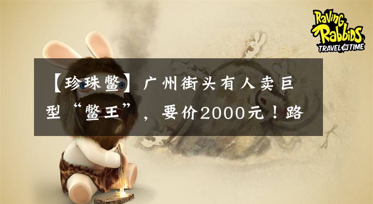 【珍珠鳖】广州街头有人卖巨型“鳖王”，要价2000元！路人：还是把它放了吧