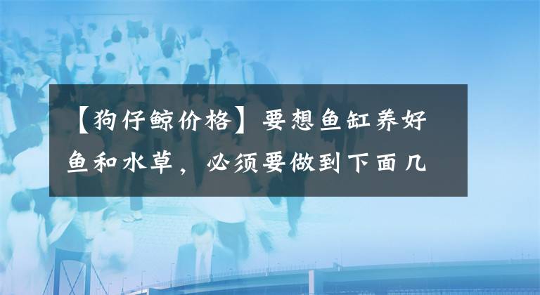 【狗仔鲸价格】要想鱼缸养好鱼和水草，必须要做到下面几方面！