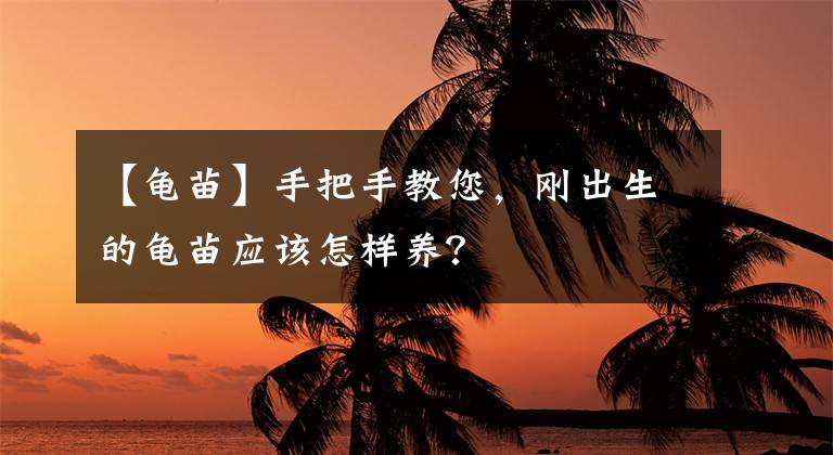 【龟苗】手把手教您，刚出生的龟苗应该怎样养？