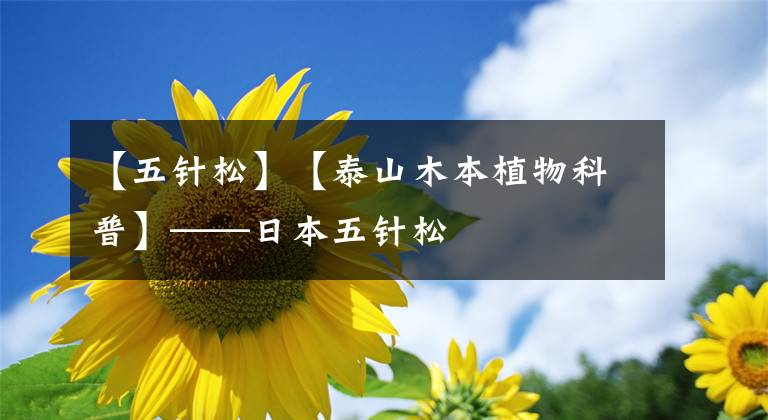 【五针松】【泰山木本植物科普】——日本五针松