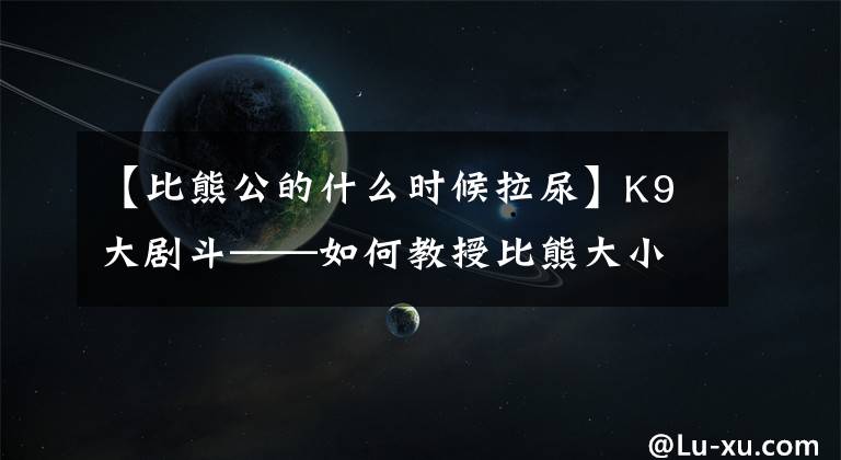 【比熊公的什么时候拉尿】K9大剧斗——如何教授比熊大小便