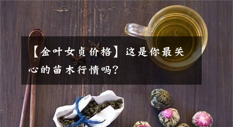 【金叶女贞价格】这是你最关心的苗木行情吗？