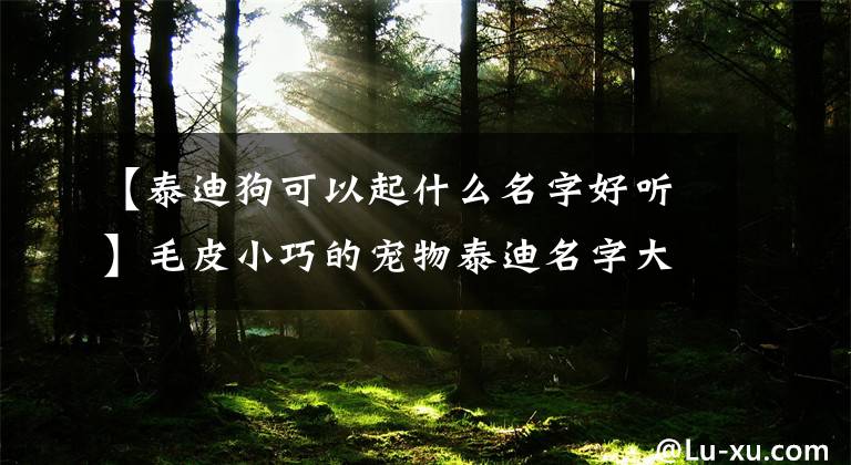 【泰迪狗可以起什么名字好听】毛皮小巧的宠物泰迪名字大全-可爱之处