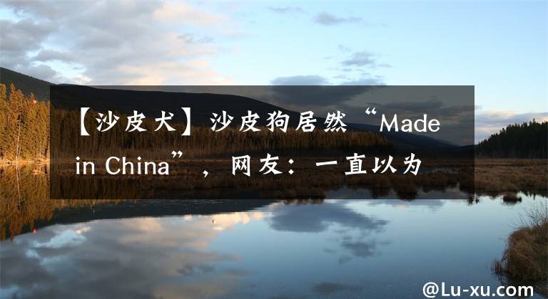 【沙皮犬】沙皮狗居然“Made in China”，网友：一直以为是进口犬