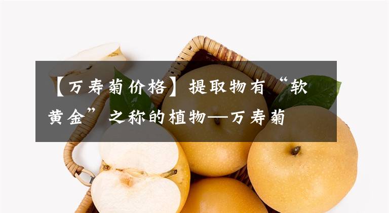 【万寿菊价格】提取物有“软黄金”之称的植物—万寿菊