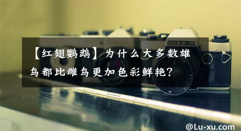 【红翅鹦鹉】为什么大多数雄鸟都比雌鸟更加色彩鲜艳？