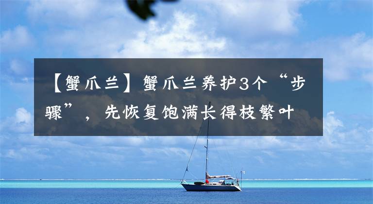 【蟹爪兰】蟹爪兰养护3个“步骤”，先恢复饱满长得枝繁叶茂，再让它开爆盆