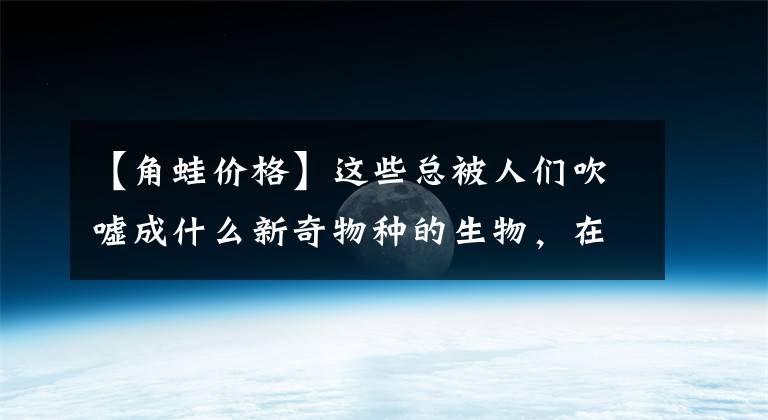 【角蛙价格】这些总被人们吹嘘成什么新奇物种的生物，在观赏鱼市场很常见