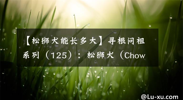 【松狮犬能长多大】寻根问祖系列（125）：松狮犬（Chow Chow）