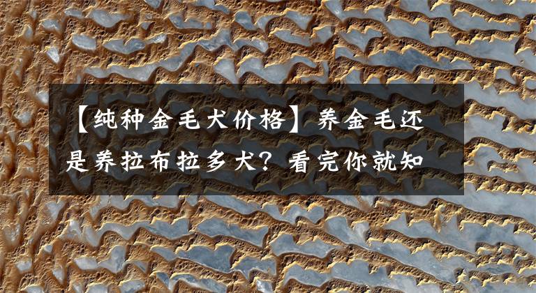 【纯种金毛犬价格】养金毛还是养拉布拉多犬？看完你就知道该如何选择