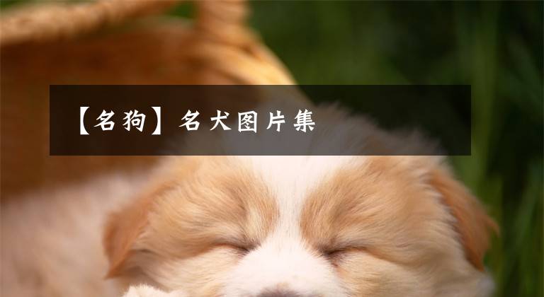 【名狗】名犬图片集