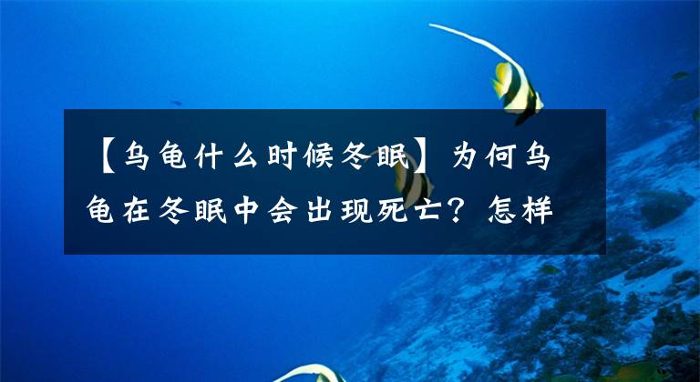 【乌龟什么时候冬眠】为何乌龟在冬眠中会出现死亡？怎样区分乌龟是在冬眠还是死亡？