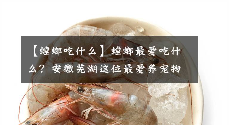 【螳螂吃什么】螳螂最爱吃什么？安徽芜湖这位最爱养宠物的美女告诉你