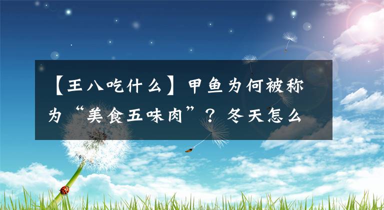 【王八吃什么】甲鱼为何被称为“美食五味肉”？冬天怎么捕捉野生甲鱼？长知识