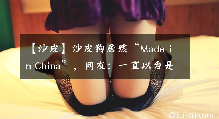 【沙皮】沙皮狗居然“Made in China”，网友：一直以为是进口犬