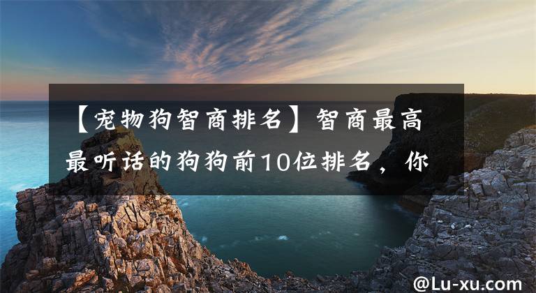 【宠物狗智商排名】智商最高最听话的狗狗前10位排名，你的爱犬是否入选呢？