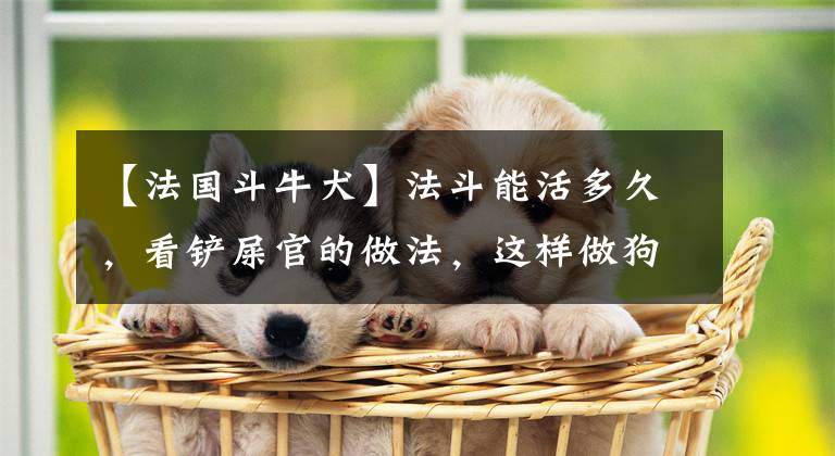 【法国斗牛犬】法斗能活多久，看铲屎官的做法，这样做狗狗能“长寿”