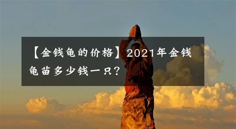 【金钱龟的价格】2021年金钱龟苗多少钱一只？