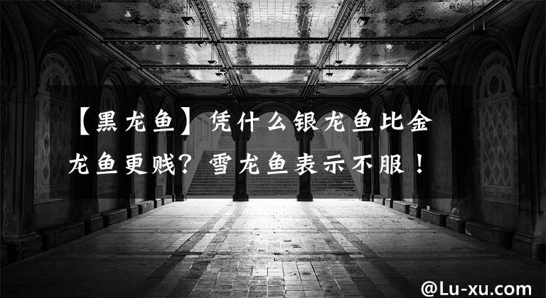 【黑龙鱼】凭什么银龙鱼比金龙鱼更贱？雪龙鱼表示不服！