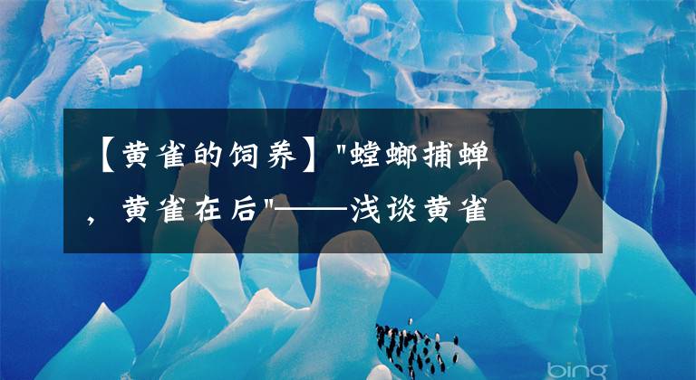 【黄雀的饲养】"螳螂捕蝉，黄雀在后"——浅谈黄雀小故事