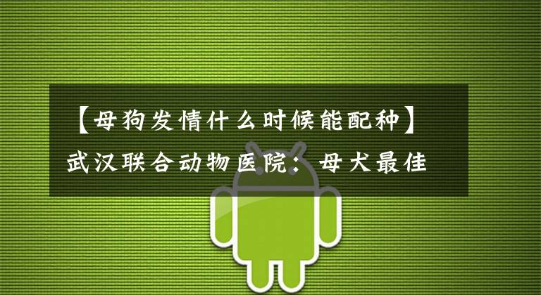 【母狗发情什么时候能配种】武汉联合动物医院：母犬最佳配种时期