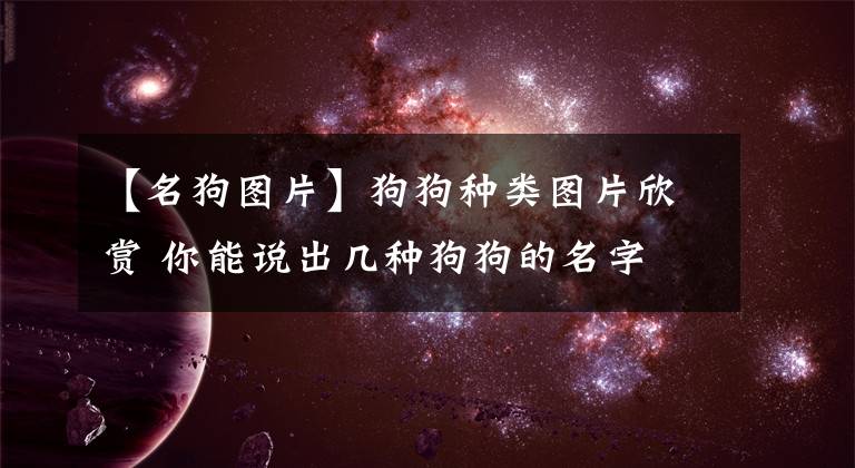 【名狗图片】狗狗种类图片欣赏 你能说出几种狗狗的名字