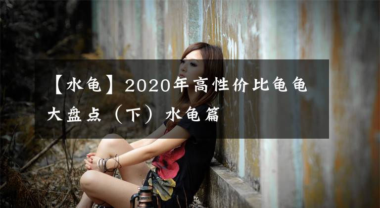 【水龟】2020年高性价比龟龟大盘点（下）水龟篇