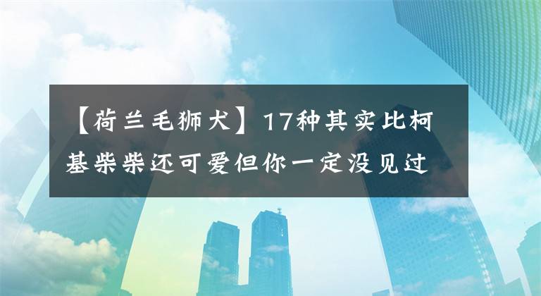 【荷兰毛狮犬】17种其实比柯基柴柴还可爱但你一定没见过的稀有汪星人品种