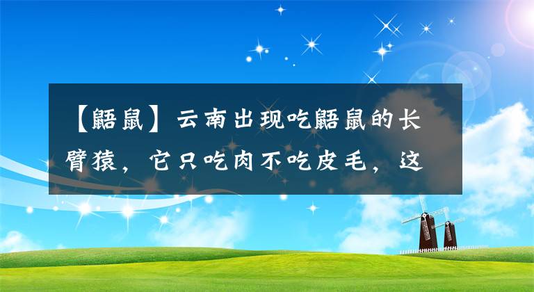 【鼯鼠】云南出现吃鼯鼠的长臂猿，它只吃肉不吃皮毛，这是在进化吗？