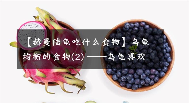 【赫曼陆龟吃什么食物】乌龟均衡的食物(2) ——乌龟喜欢的食材你真的很清楚吗？