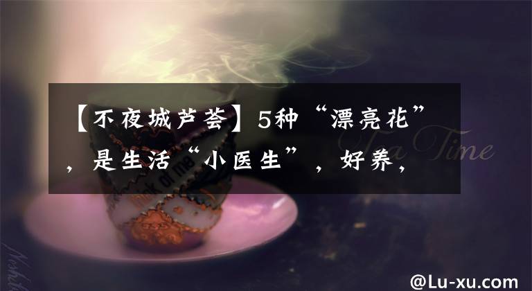 【不夜城芦荟】5种“漂亮花”，是生活“小医生”，好养，好看，还好吃