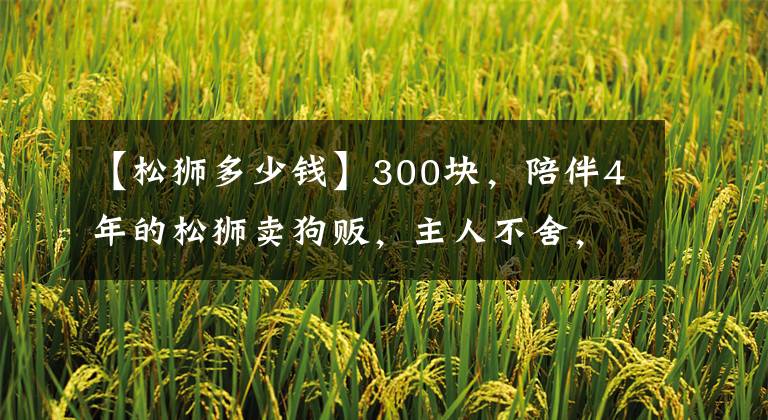 【松狮多少钱】300块，陪伴4年的松狮卖狗贩，主人不舍，狗贩装，狗狗伤心不停望