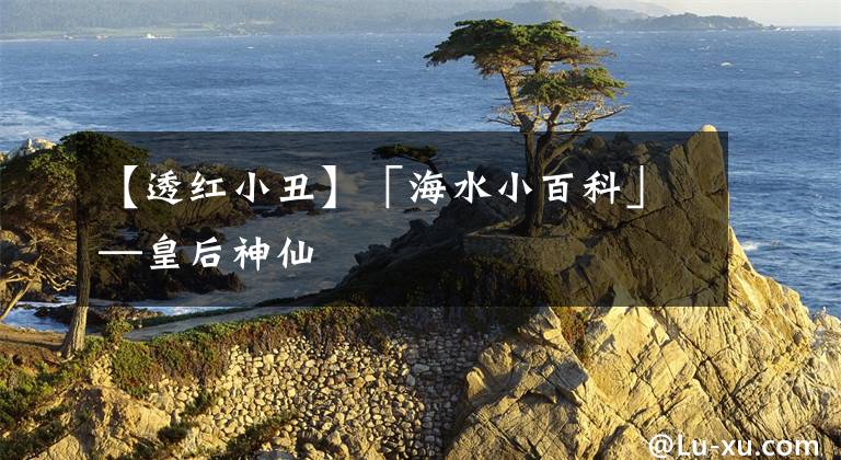 【透红小丑】「海水小百科」—皇后神仙