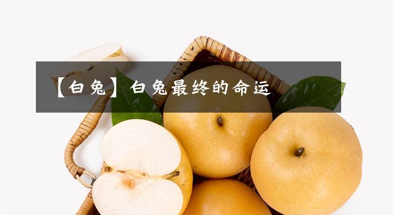 【白兔】白兔最终的命运文章配图