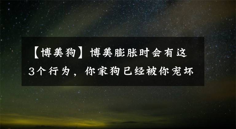 【博美狗】博美膨胀时会有这3个行为，你家狗已经被你宠坏了