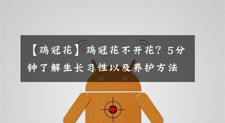 【鸡冠花】鸡冠花不开花？5分钟了解生长习性以及养护方法，开出火红的鲜花