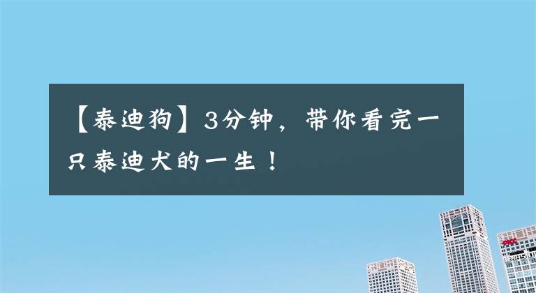 【泰迪狗】3分钟，带你看完一只泰迪犬的一生！