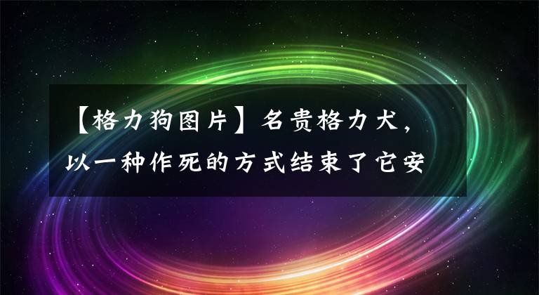 【格力狗图片】名贵格力犬，以一种作死的方式结束了它安逸的一生