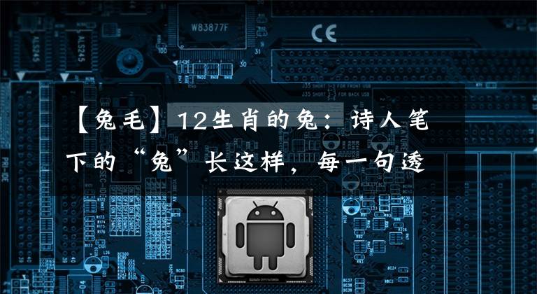 【兔毛】12生肖的兔：诗人笔下的“兔”长这样，每一句透露着它的美