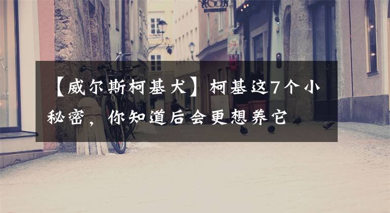 【威尔斯柯基犬】柯基这7个小秘密，你知道后会更想养它