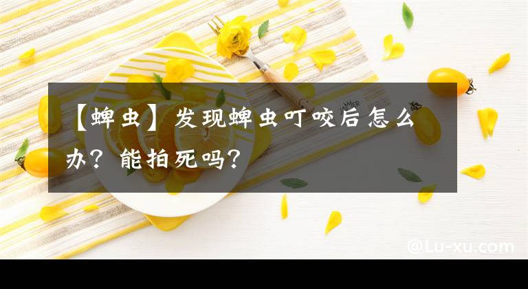 【蜱虫】发现蜱虫叮咬后怎么办？能拍死吗？