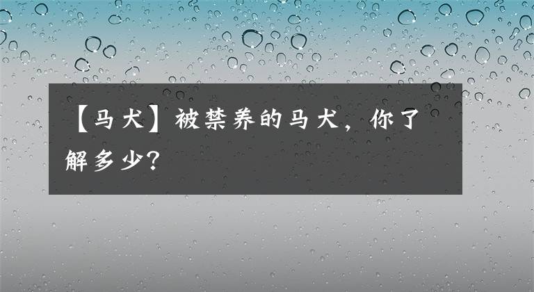 【马犬】被禁养的马犬，你了解多少？