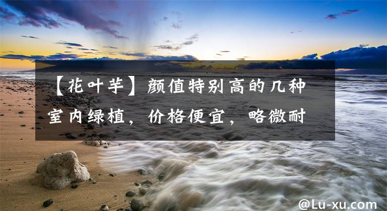 【花叶芋】颜值特别高的几种室内绿植，价格便宜，略微耐阴的网红观叶植物文章配图