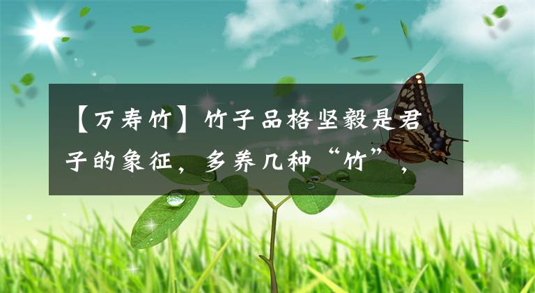 【万寿竹】竹子品格坚毅是君子的象征，多养几种“竹”，主人品质尽显