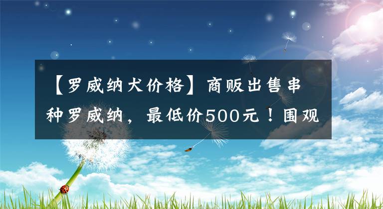 【罗威纳犬价格】商贩出售串种罗威纳，最低价500元！围观的人多却没人买