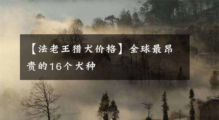 【法老王猎犬价格】全球最昂贵的16个犬种