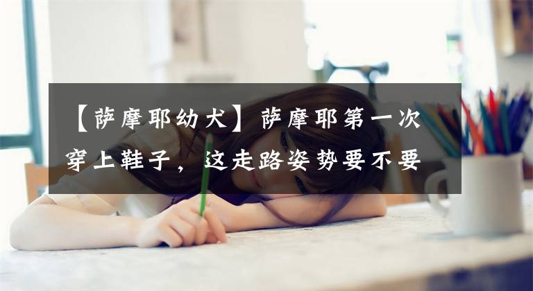 【萨摩耶幼犬】萨摩耶第一次穿上鞋子，这走路姿势要不要这么可爱！