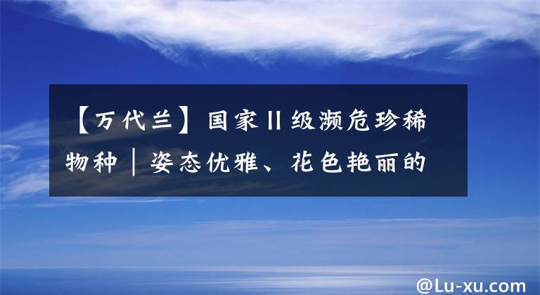 【万代兰】国家Ⅱ级濒危珍稀物种｜姿态优雅、花色艳丽的凤蝶兰